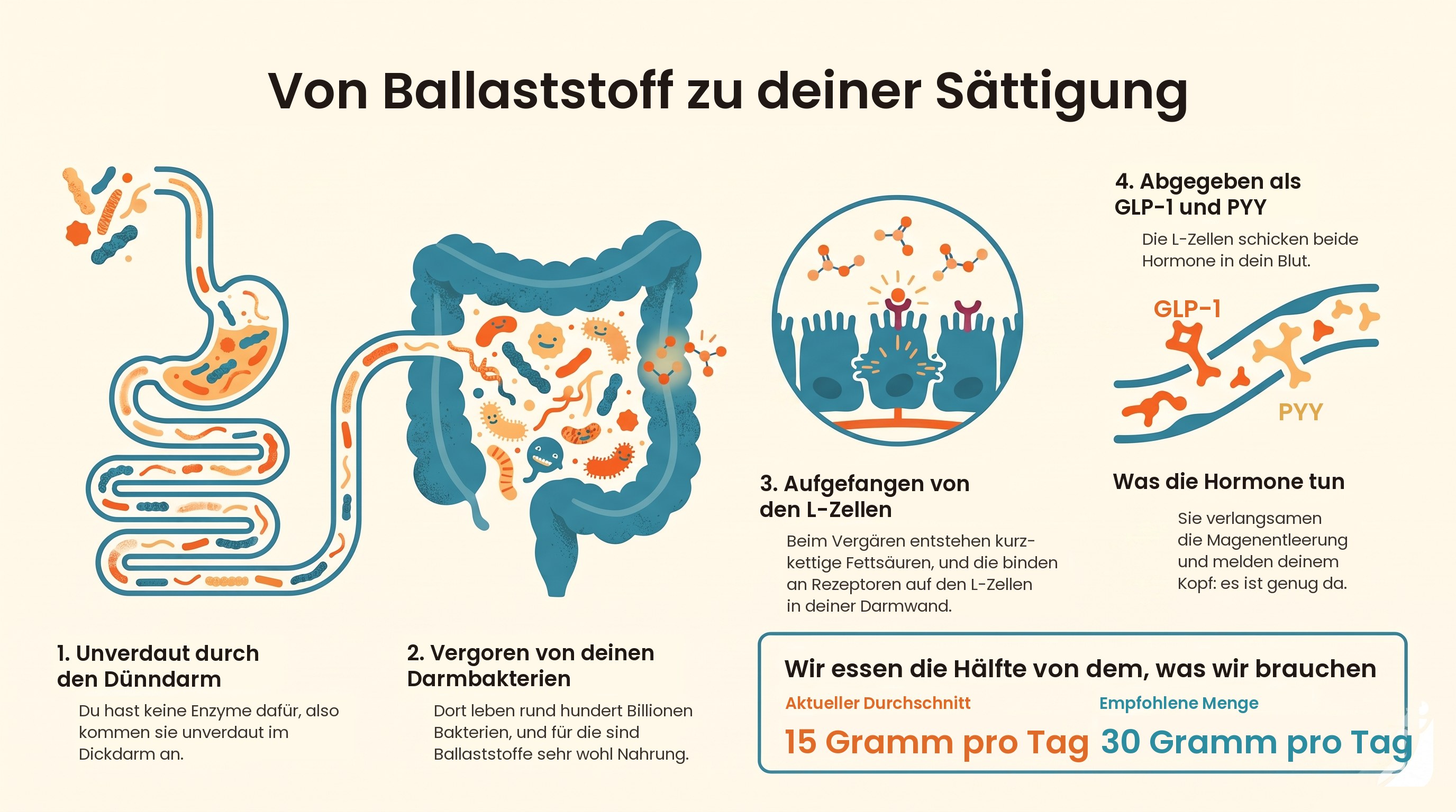 Von deinem Teller zu deinen Darmbakterien, zu kurzkettigen Fettsäuren, zu deinem eigenen GLP-1 und PYY.