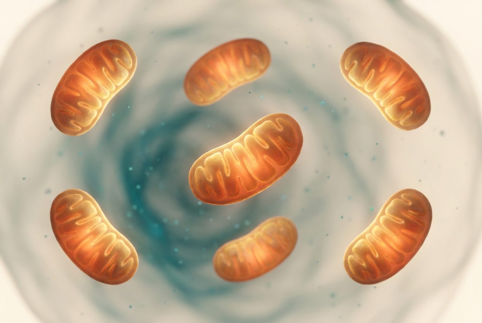 Mitochondrien als glühende Kraftwerke in einer Zelle.